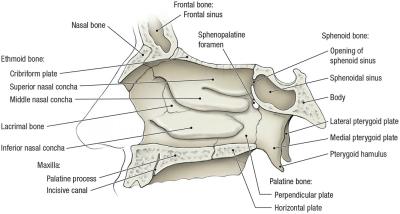 thumbs/Nasal Cavity.jpeg.jpg